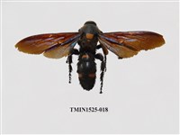 藏品(膜翅目及雙翅目)的圖片